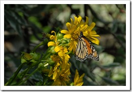 Butterfly in Garden