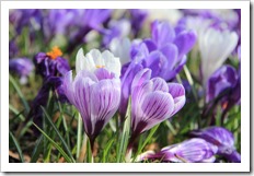 Purple and white crocuses